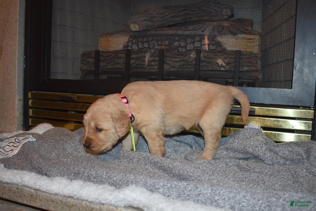 Golden Retriever dogs for sale: Kinzie - Ad 5