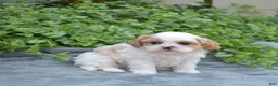 Mixed Breed dogs for sale: Timber - Ad 13