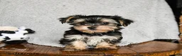 Morkie dogs for sale: Mr. Bill - Ad 7