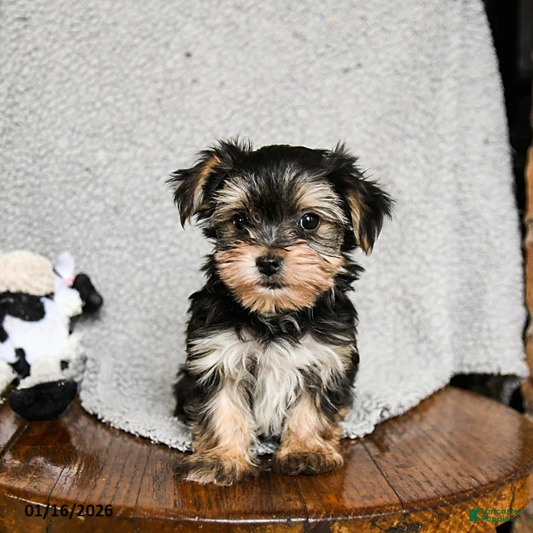 Morkie dogs for sale: Mr. Bill - Ad 7