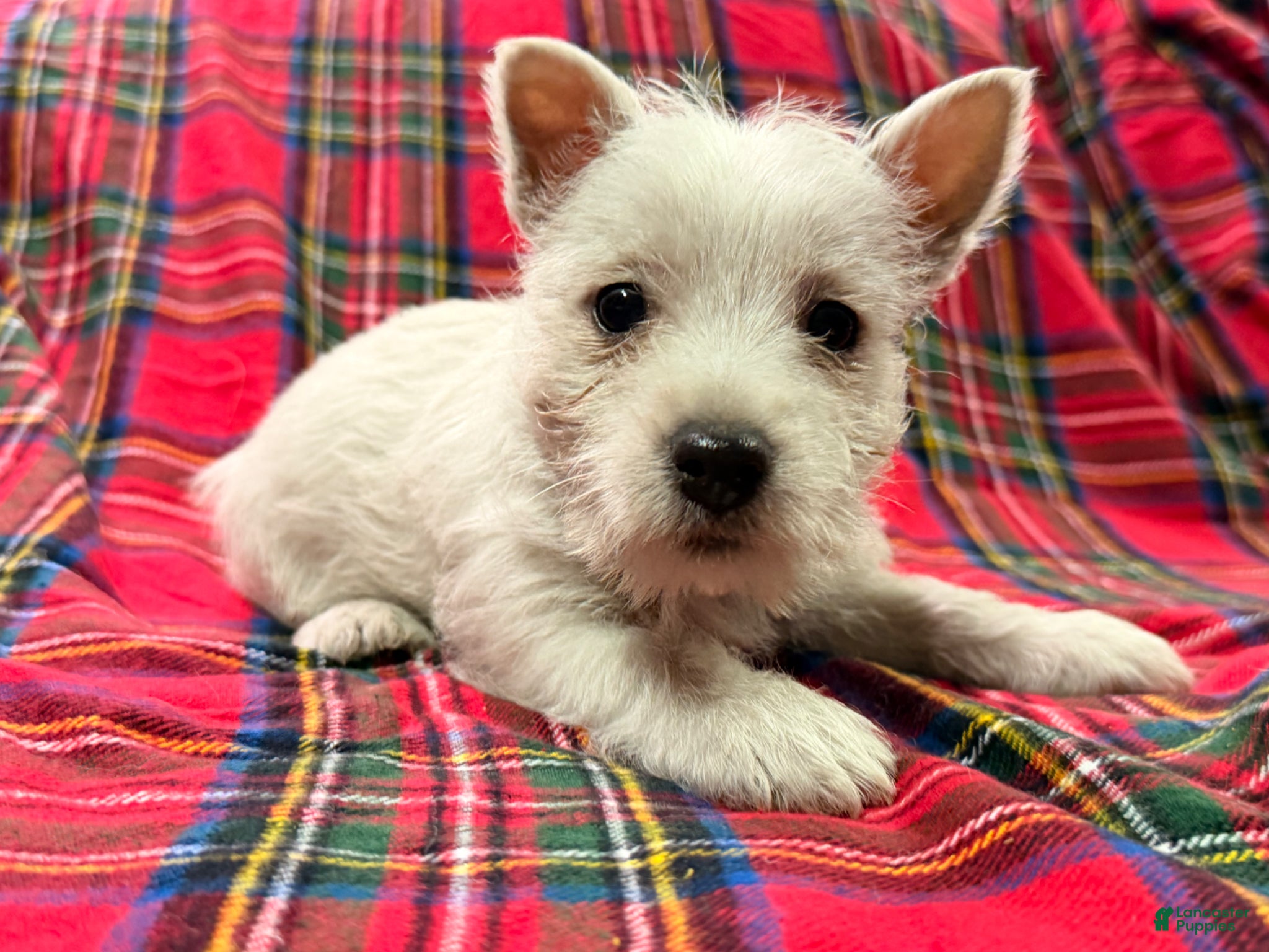 West Highland Terrier dogs for sale: Cady - Ad 2