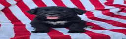 Mixed Breed dogs for sale: Daisy Golden Mountain Dog  - Ad 6
