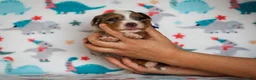 Mini Bernedoodle dogs for sale: Zyler - Ad 4