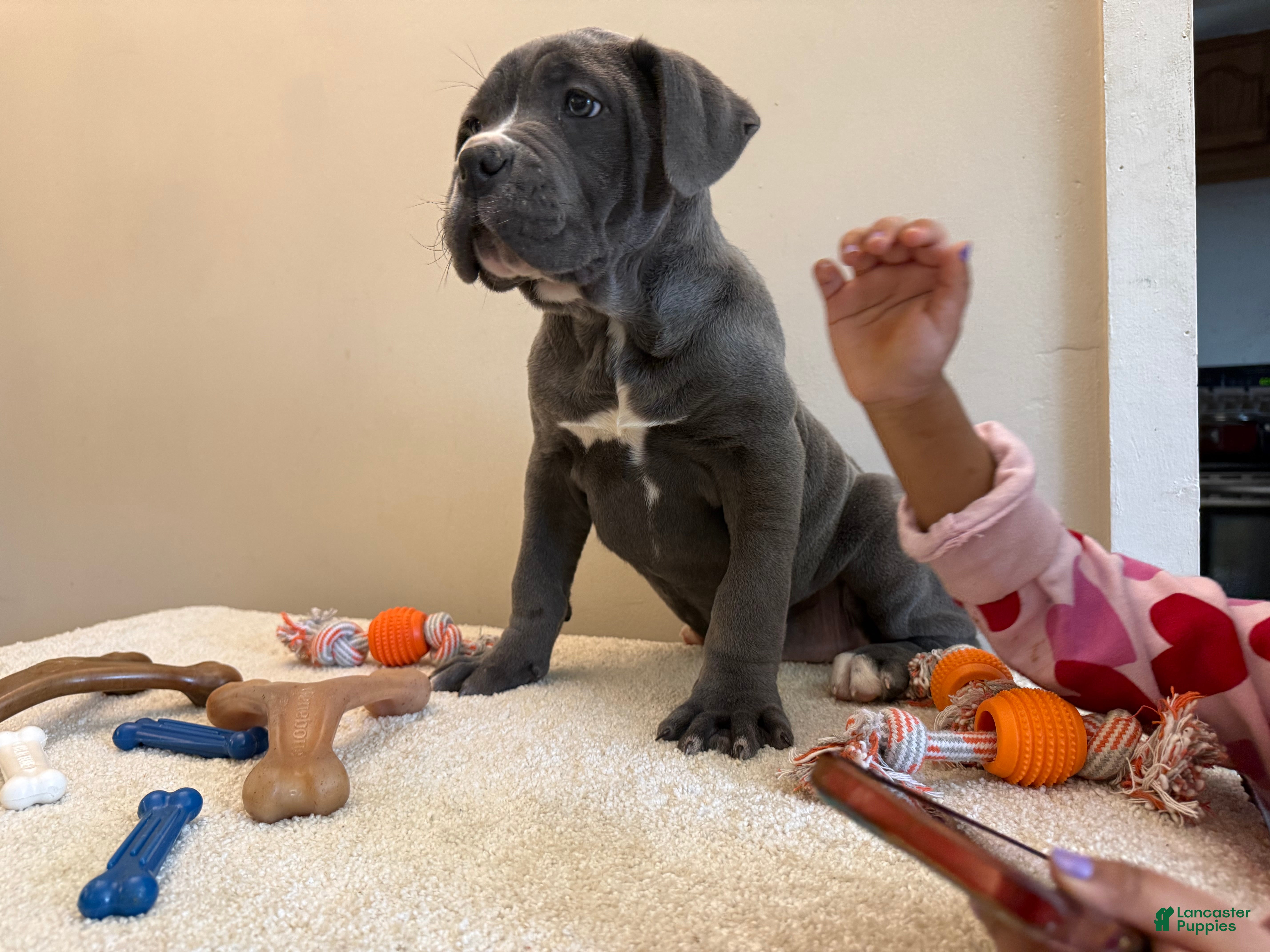 Cane Corso dogs Cane Corso Puppy 1 - Ad 1