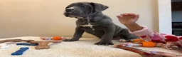 Cane Corso dogs for sale: Cane Corso Puppy 1 - Ad 1