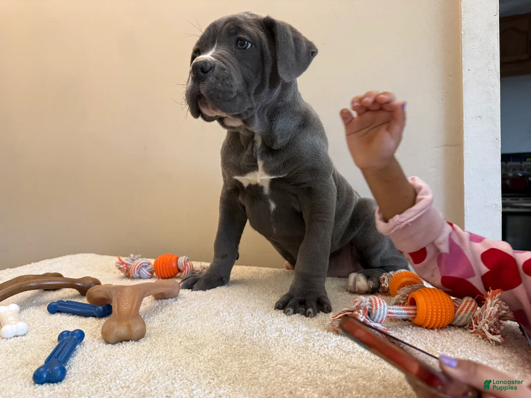 Cane Corso dogs for sale: Cane Corso Puppy 1 - Ad 1