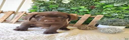 Labrador Retriever dogs for sale: Ranger - Ad 10