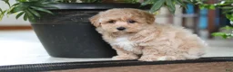 Maltipoo dogs for sale: Jessica - Ad 10