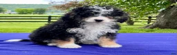 Bernedoodle dogs for sale: Nadia - Ad 4