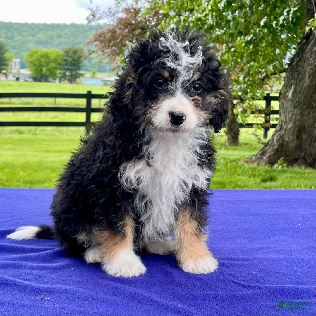 Bernedoodle dogs for sale: Nadia - Ad 4