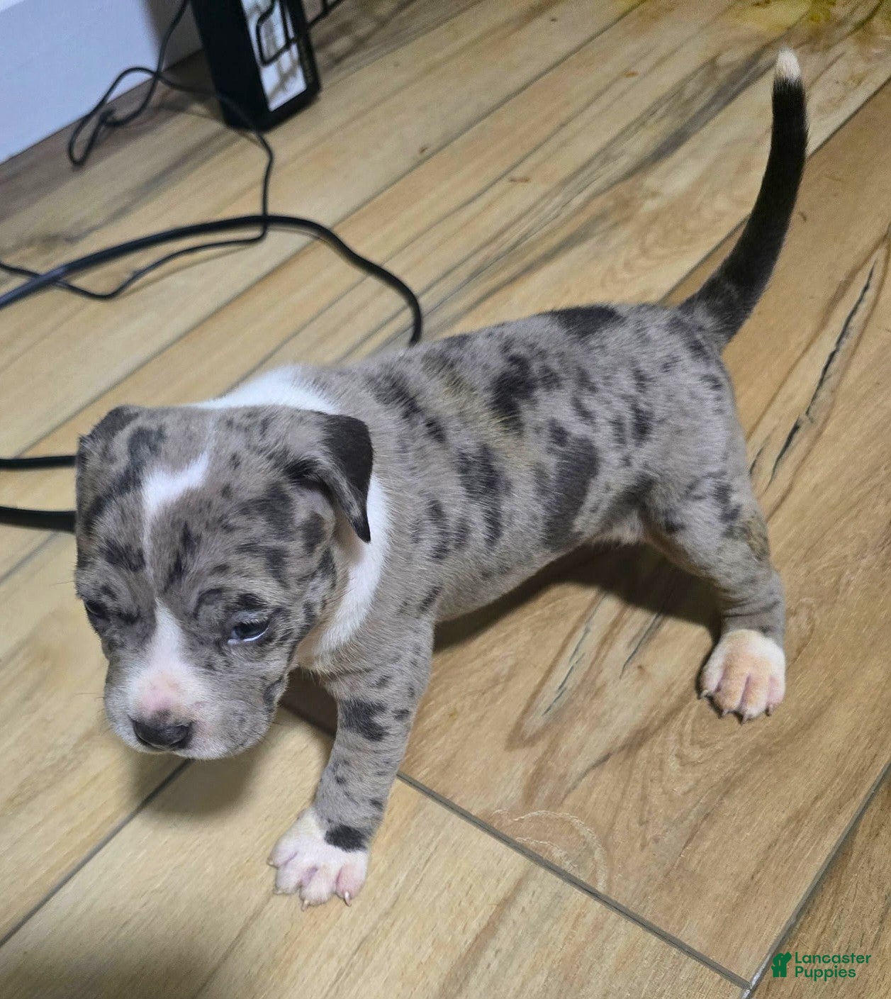 American Bully dogs "AALIYAH" BLUE MERLE - Ad 12