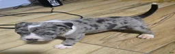 American Bully dogs for sale: "AALIYAH" BLUE MERLE - Ad 1