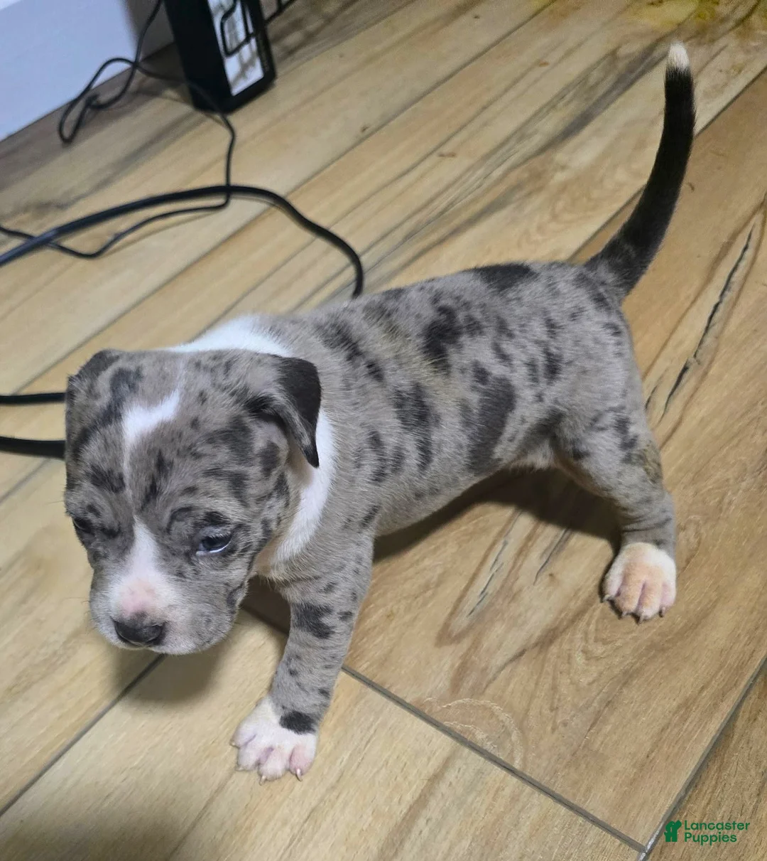 American Bully dogs for sale: "AALIYAH" BLUE MERLE - Ad 1