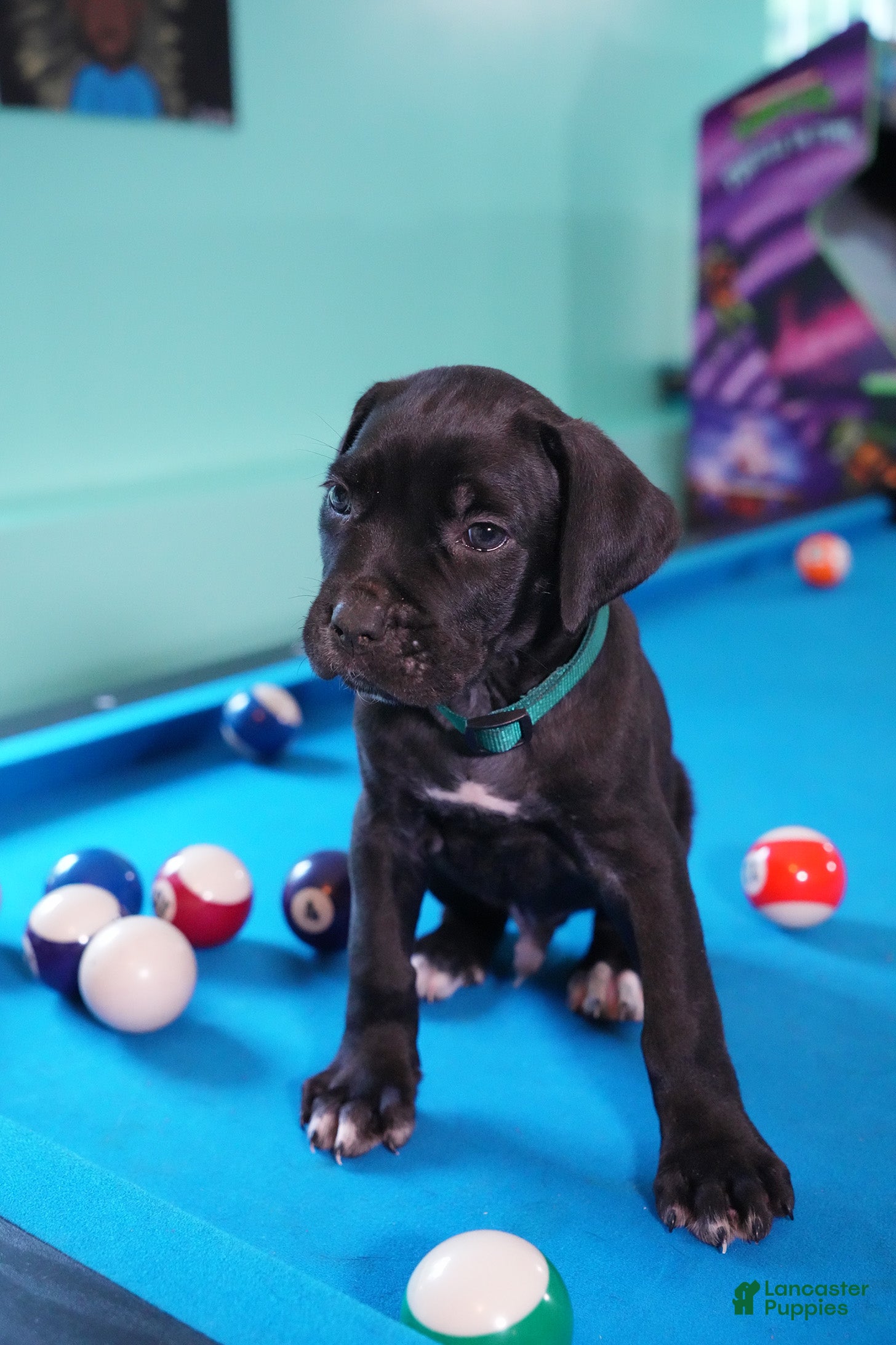 Cane Corso dogs Hulk - Ad 2