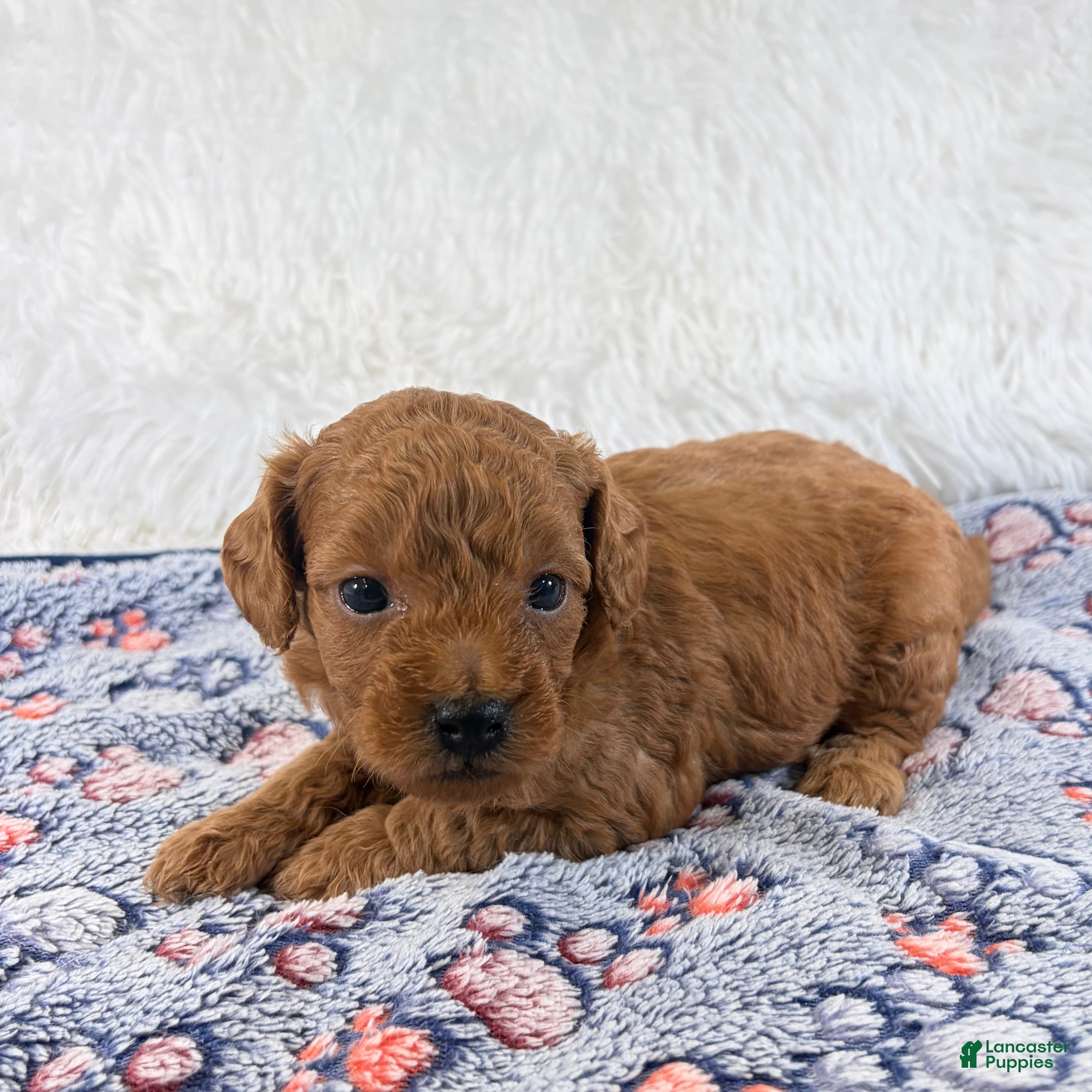 Shihpoo dogs for sale: Gunner F1B Shihpoo  - Ad 2