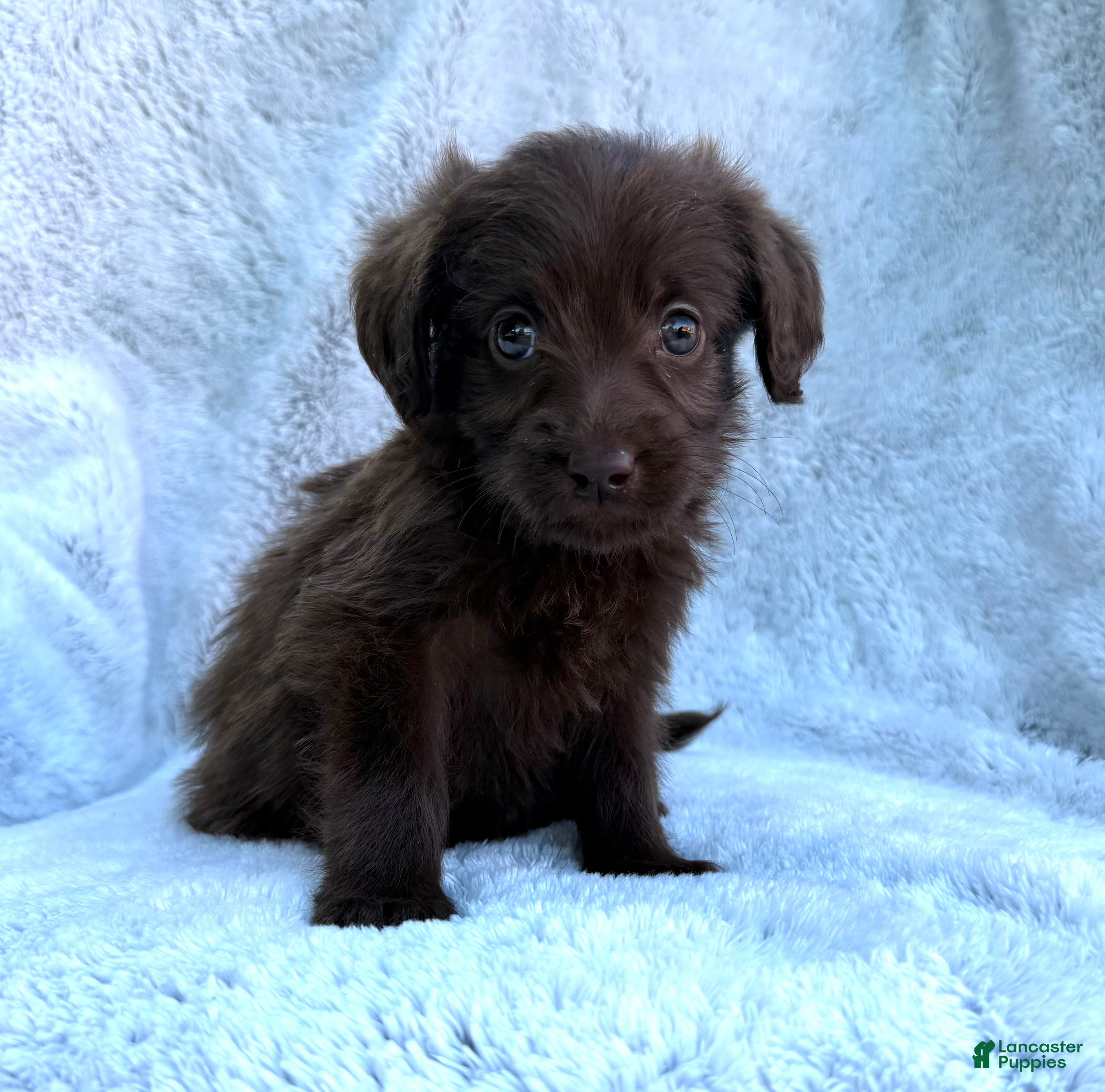 Labradoodle dogs Skye  - Ad 2