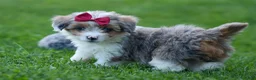 Corgipoo dogs for sale: NANCY - Ad 6