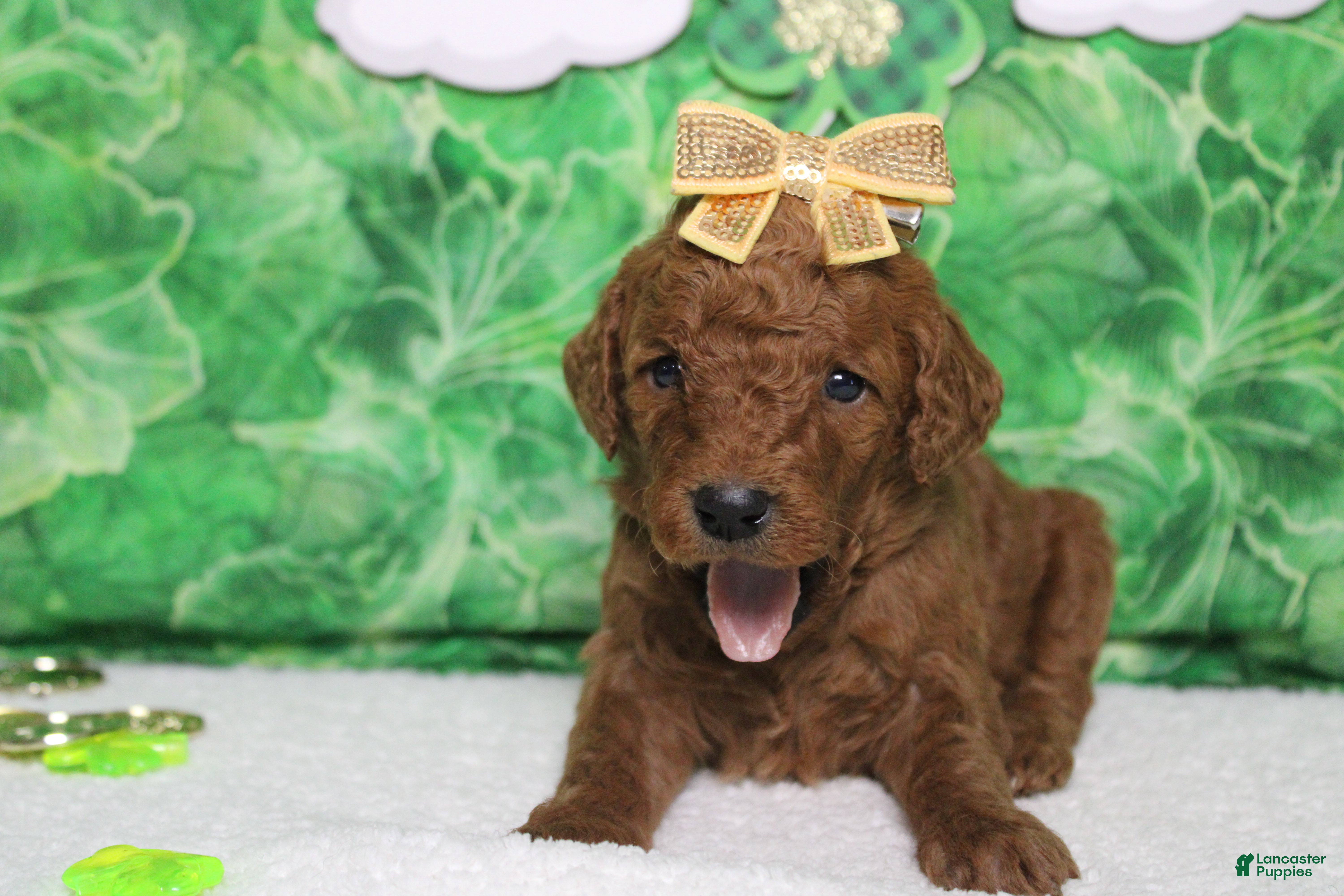 Goldendoodle dogs Pepper - Ad 4