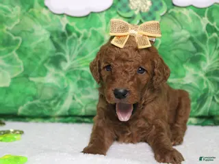 Goldendoodle dogs Pepper - Ad 4