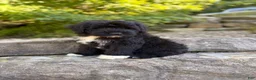Portuguese Water Dog dogs for sale: Findlay - Ad 5