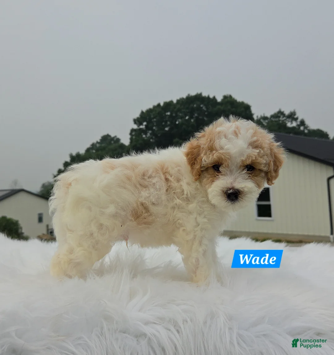 Maltipoo dogs for sale: Wade - Ad 5