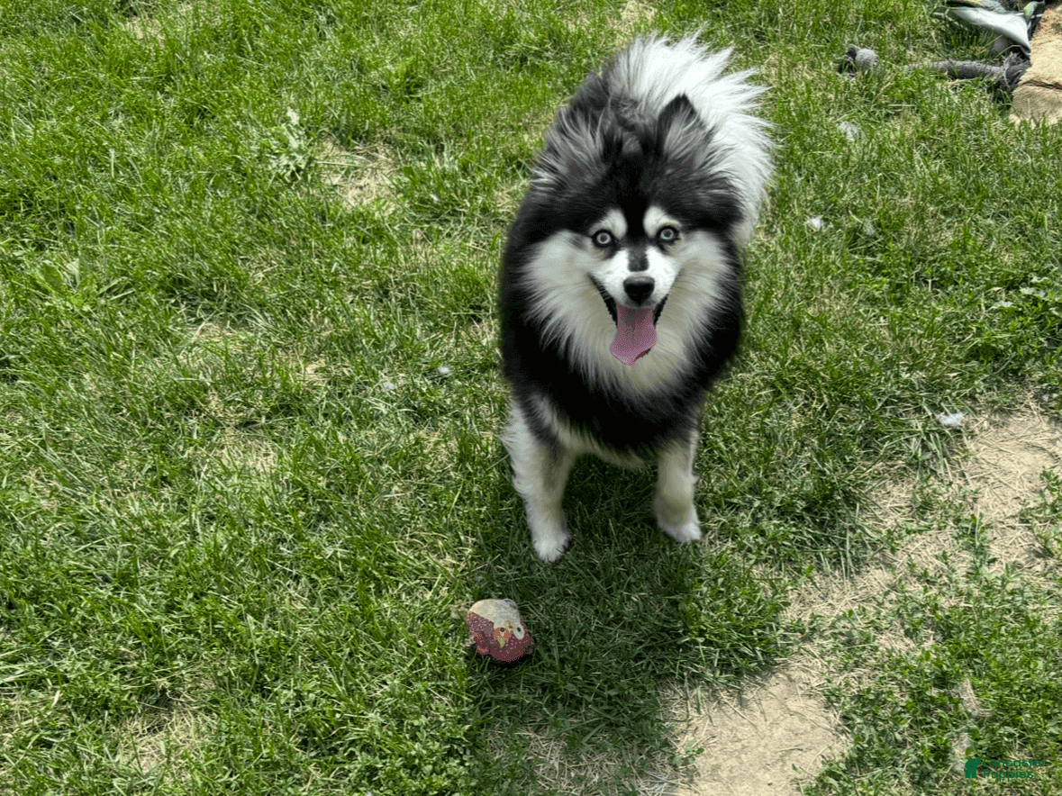 Pomsky dogs Stud service mini pomsky - Ad 2
