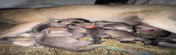 Mixed Breed dogs for sale: Anatolian/ Kangal- Black - Ad 5