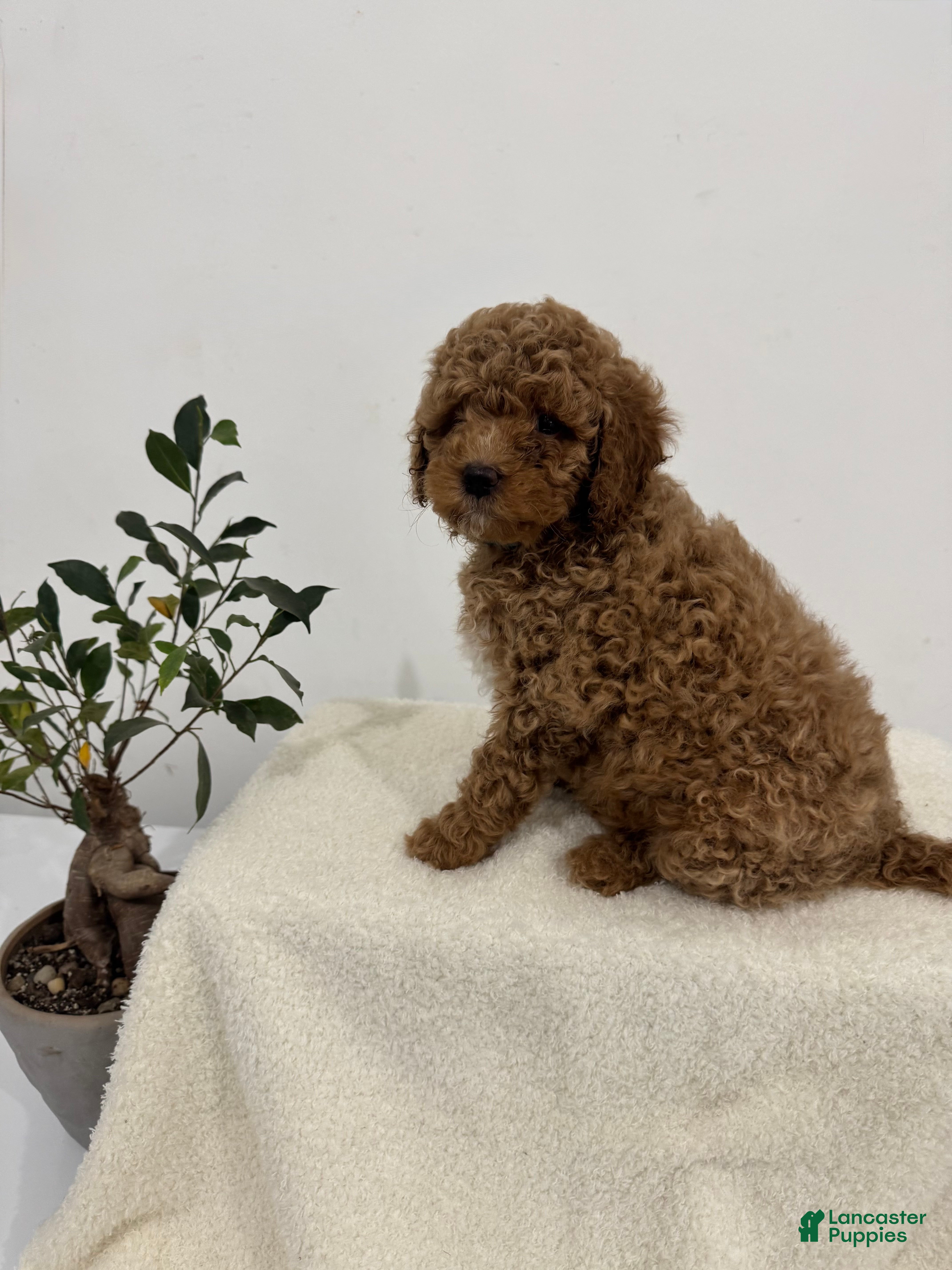 Mini Goldendoodle dogs Green - Ad 27