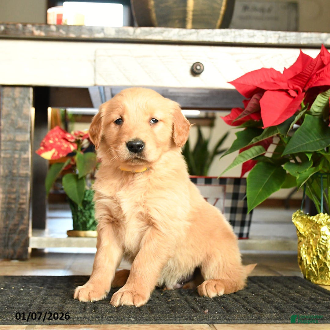 Golden Retriever dogs for sale: Rex - Ad 1