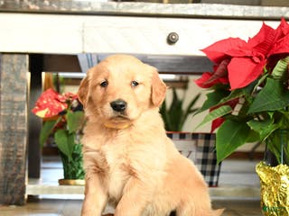 Golden Retriever dogs Rex - Ad 28
