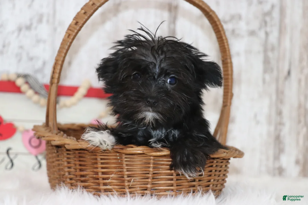 Morkie dogs for sale: Kate  - Ad 3