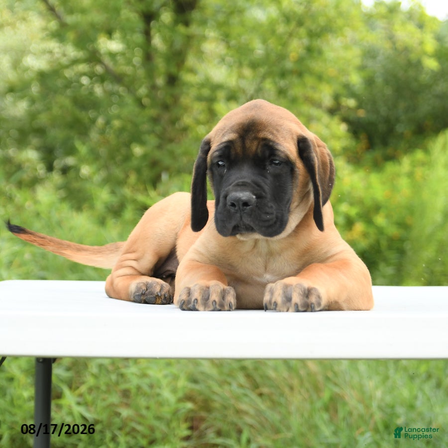 English Mastiff dogs Mack  - Ad 2