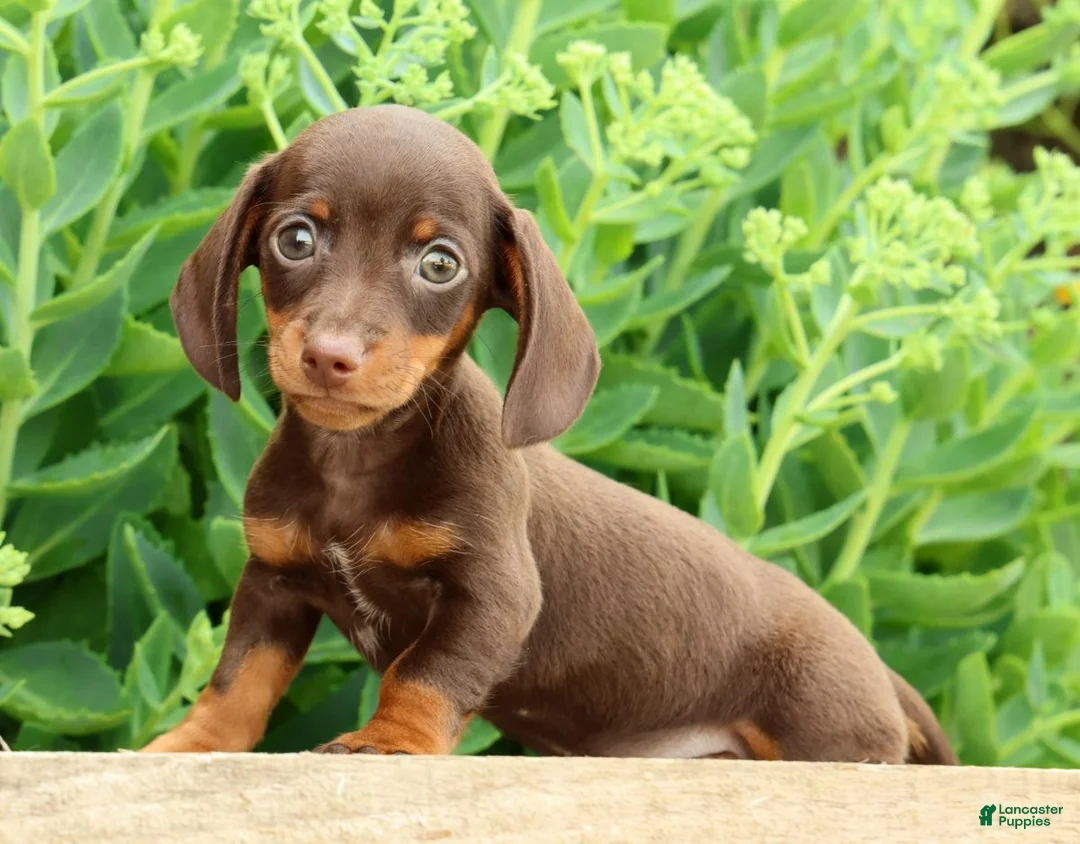 Miniature Dachshund dogs for sale: Jace - Ad 1