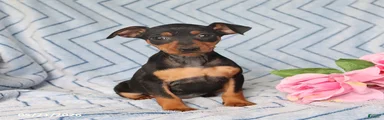 Penny