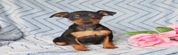 Miniature Pinscher dogs for sale: Penny - Ad 1