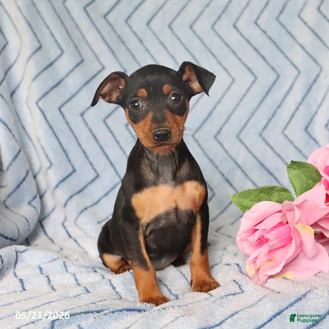 Miniature Pinscher dogs for sale: Penny - Ad 1