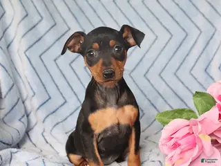 Miniature Pinscher dogs for sale: Penny - Ad 2
