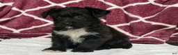 Yochon dogs for sale: Raven - Ad 3