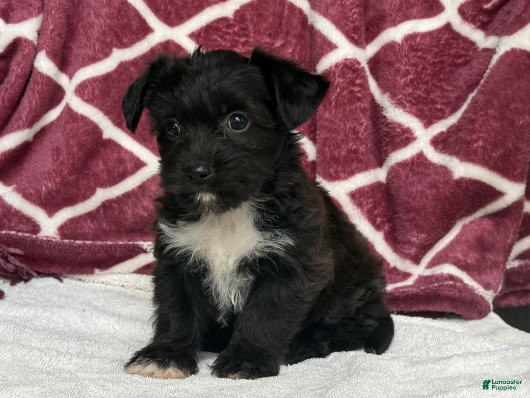 Yochon dogs for sale: Raven - Ad 3