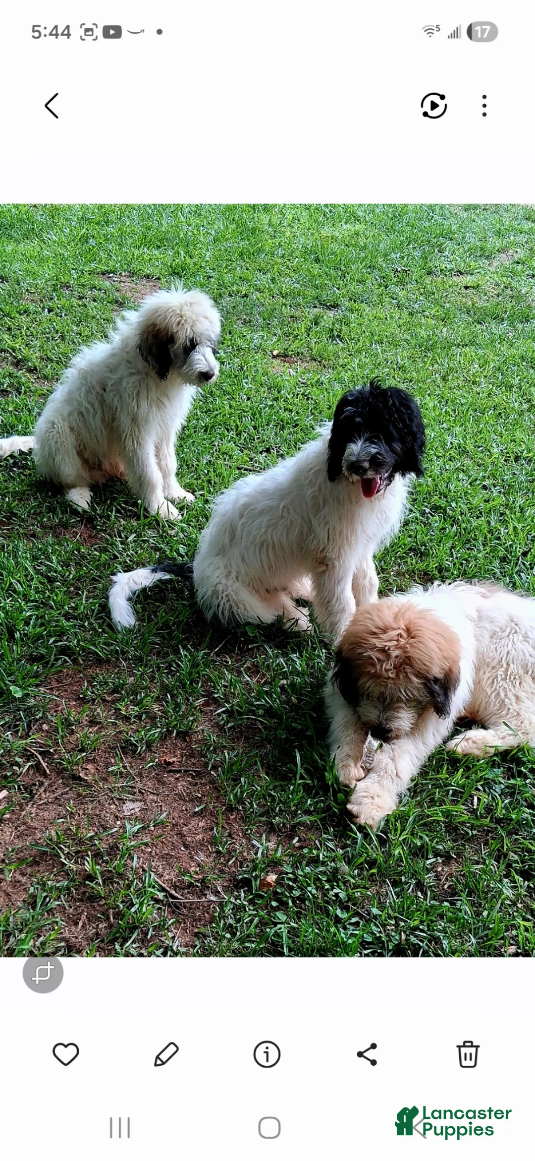 Mixed Breed dogs for sale: Mixed Breed Puppy 3 - Ad 3