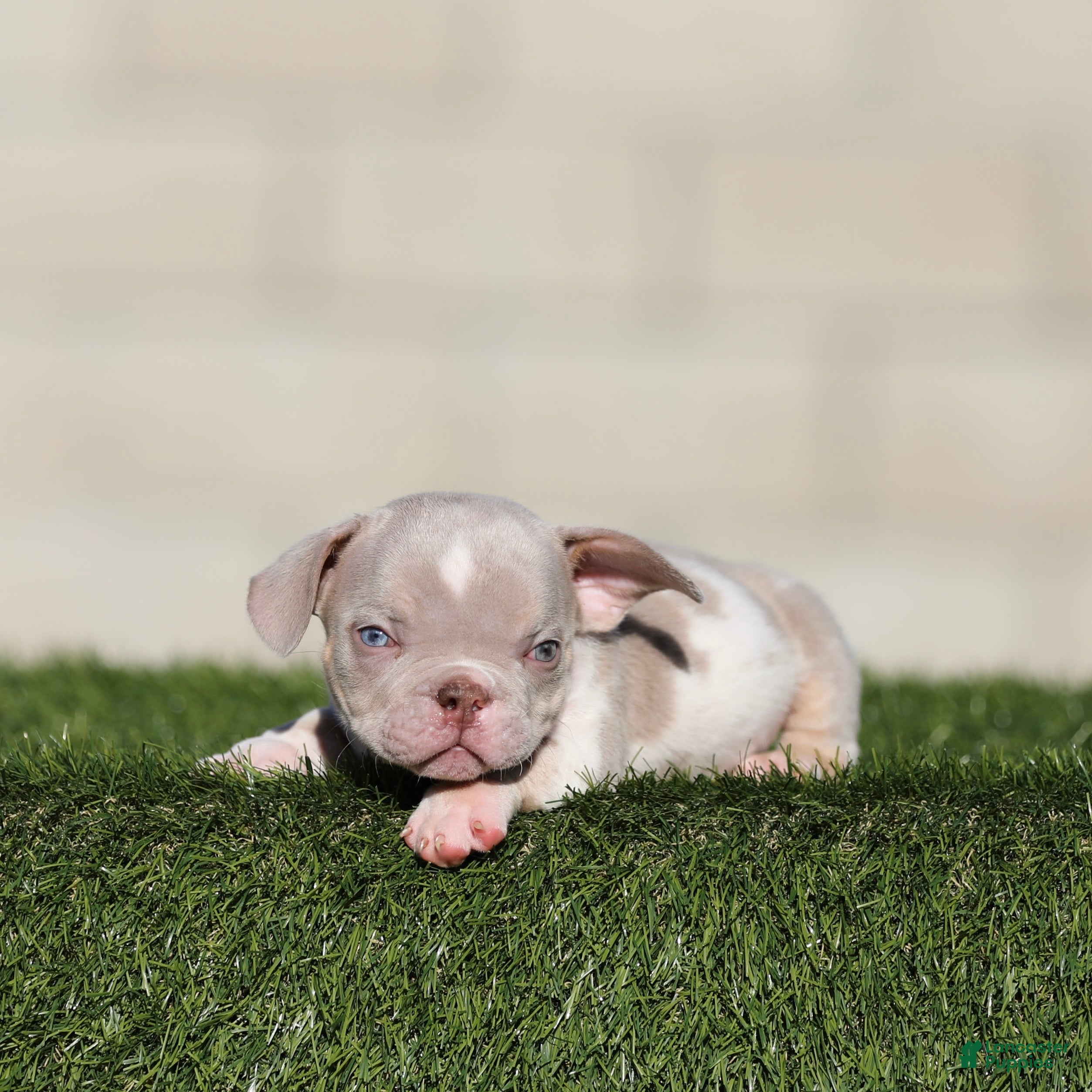 American Bully dogs American Bully 2 - Ad 12
