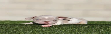 American Bully 2