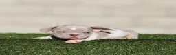 American Bully dogs for sale: American Bully 2 - Ad 1