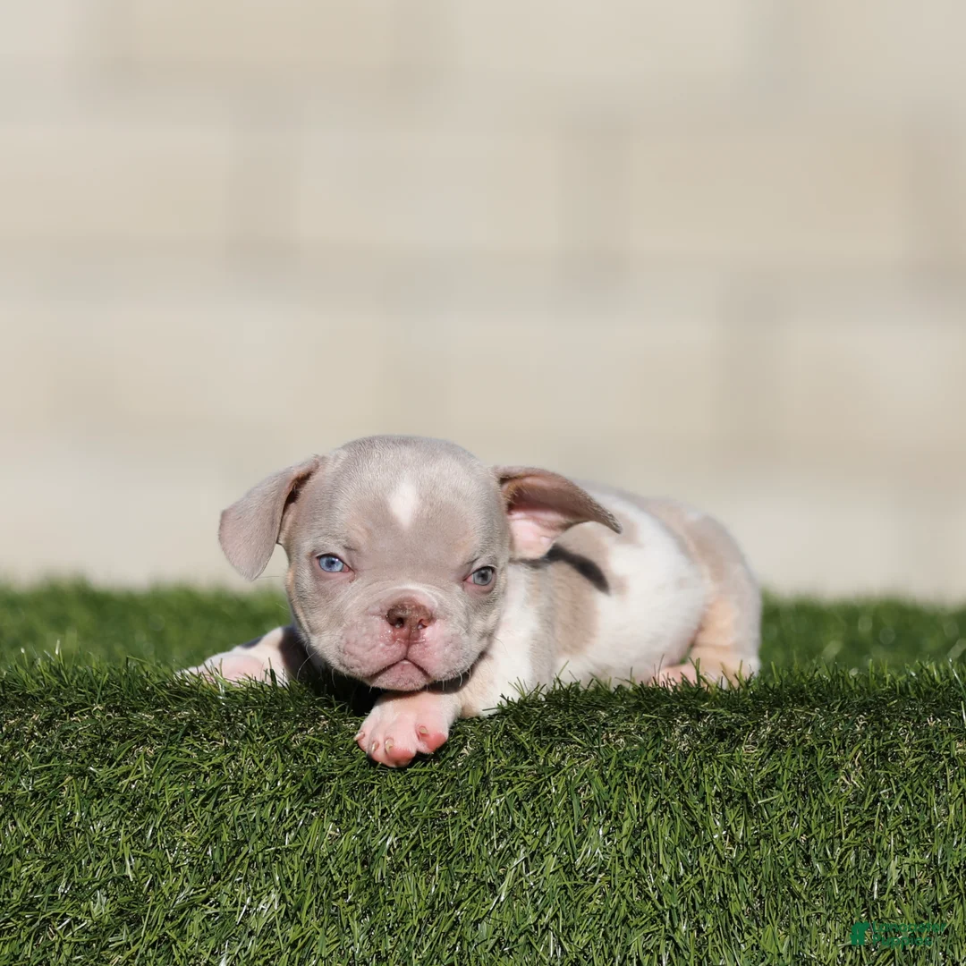 American Bully dogs for sale: American Bully 2 - Ad 1