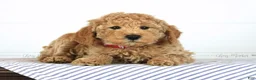 Mini Goldendoodle dogs for sale: Olive - Ad 4