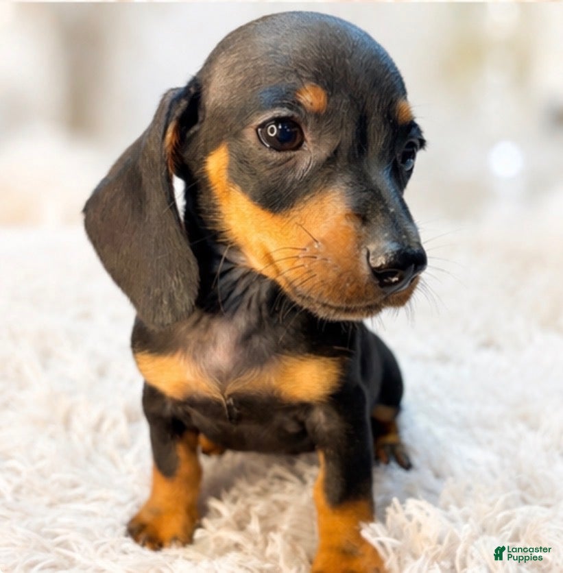 Miniature Dachshund dogs Lorenzo   1.10lbs on 6/30 - Ad 1