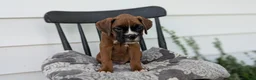 Boxer dogs for sale: Kai - Ad 5