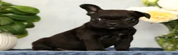 French Bulldog dogs for sale: Pez - Ad 1