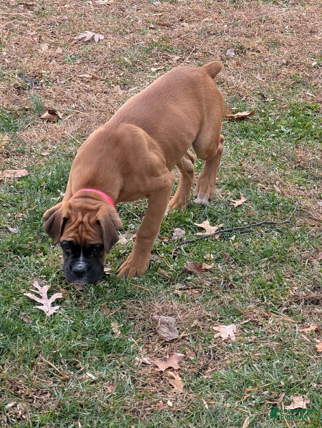 Boxer dogs for sale: Pink Collar – Daisy - Ad 3