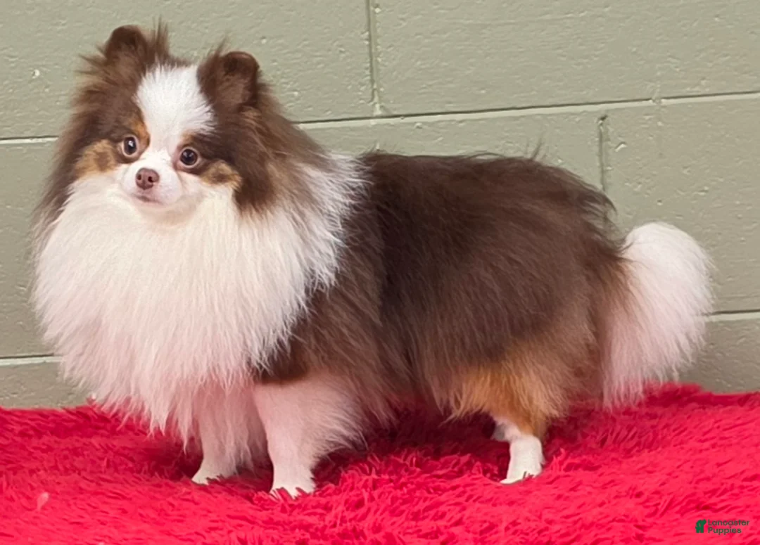 Pomeranian dogs for sale: Gunner - Ad 2